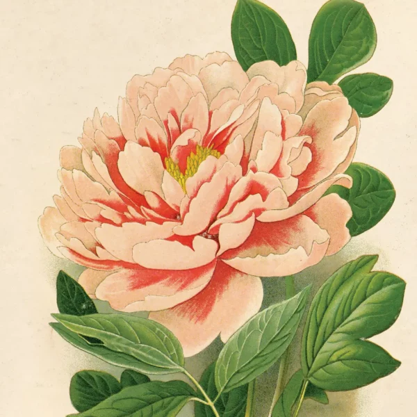 Vintage Botanical Peony Flower Print 8 x 10 - Image 2