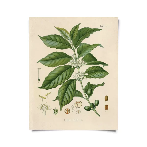 Vintage Botanical Coffee Plant Print 8 x 10