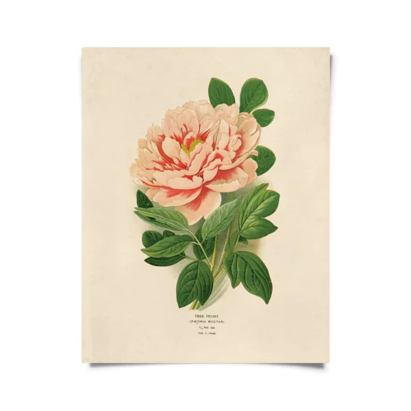 Vintage Botanical Peony Flower Print 8 x 10