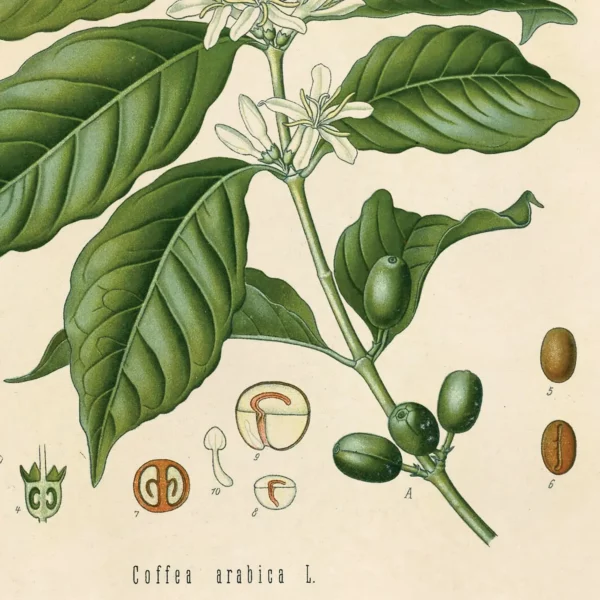 Vintage Botanical Coffee Plant Print 8 x 10 - Image 2