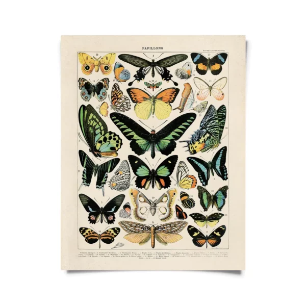 Vintage Millot Butterfly Print 11 x 14