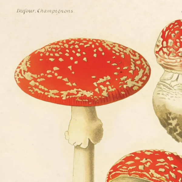 Vintage Mushroom Print 8 x 10