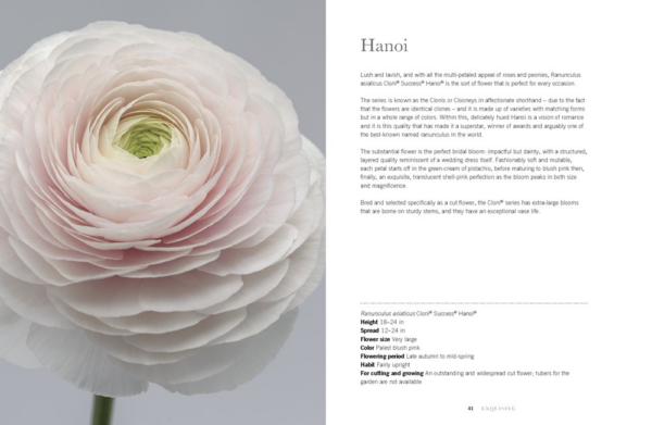 Ranunculus: The Resurgence of a Charming and Colorful Bloom (Hardcover) by Naomi Slade - Image 4