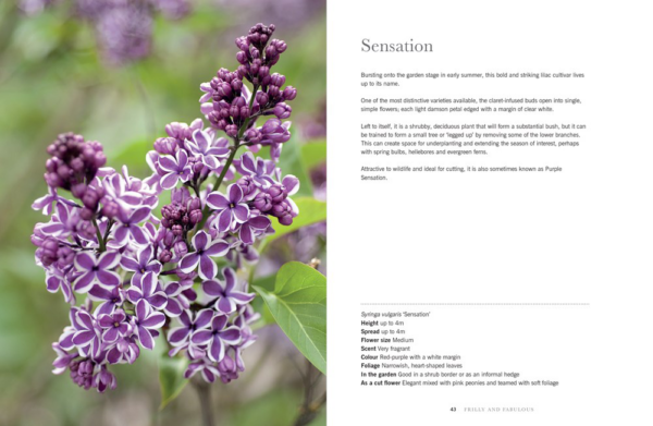 Lilacs: A Fragrant Journey Through History and Cultivation (Hardcover) by Naomi Slade - Image 4