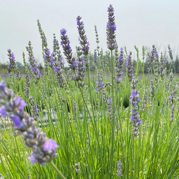 Dried French Lavender Bouquet - Image 2