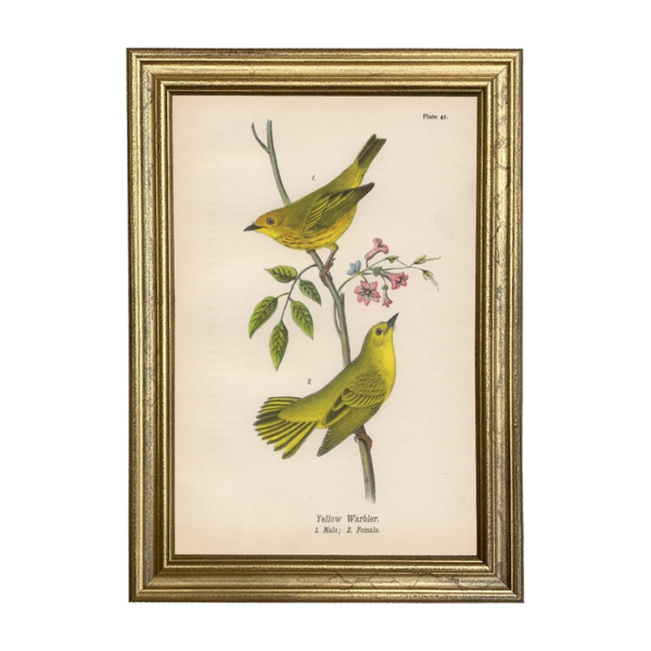 Yellow Warbler: Vintage Bird Illustration Framed Print (Gold Frame, 8"x10")