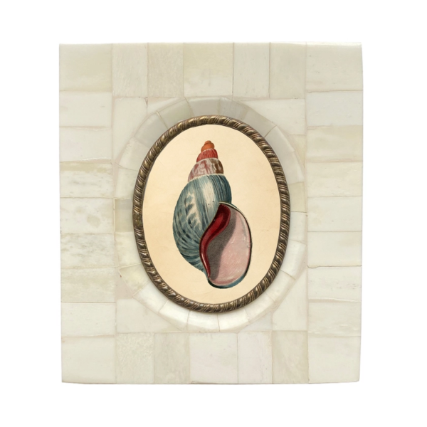 Vintage Coastal Charm: Tulip Seashell Print in Bone & Brass Frame (5" x 6")