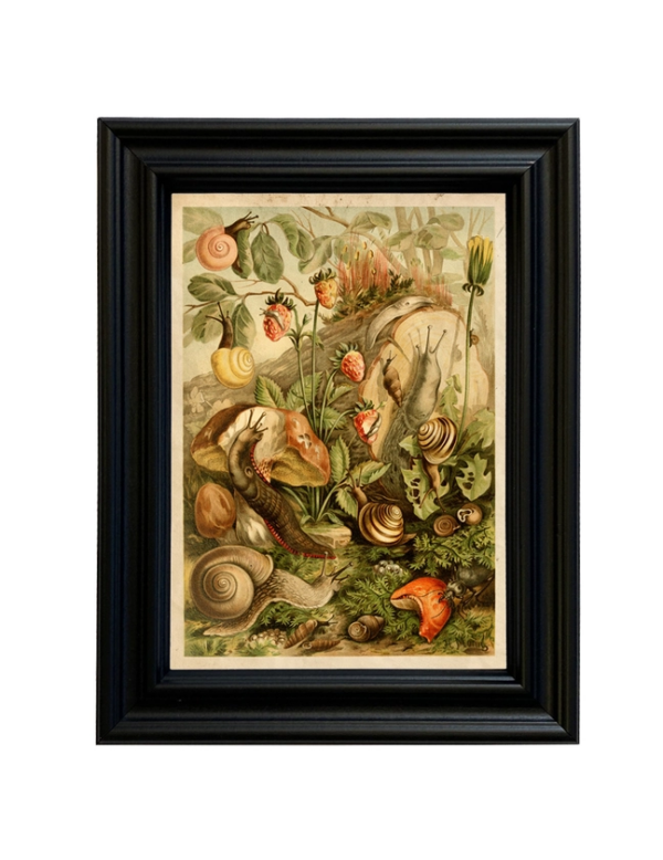 Whimsical Snail Print: Land Mollusks Cottagecore Framed Reproduction (5"x7")