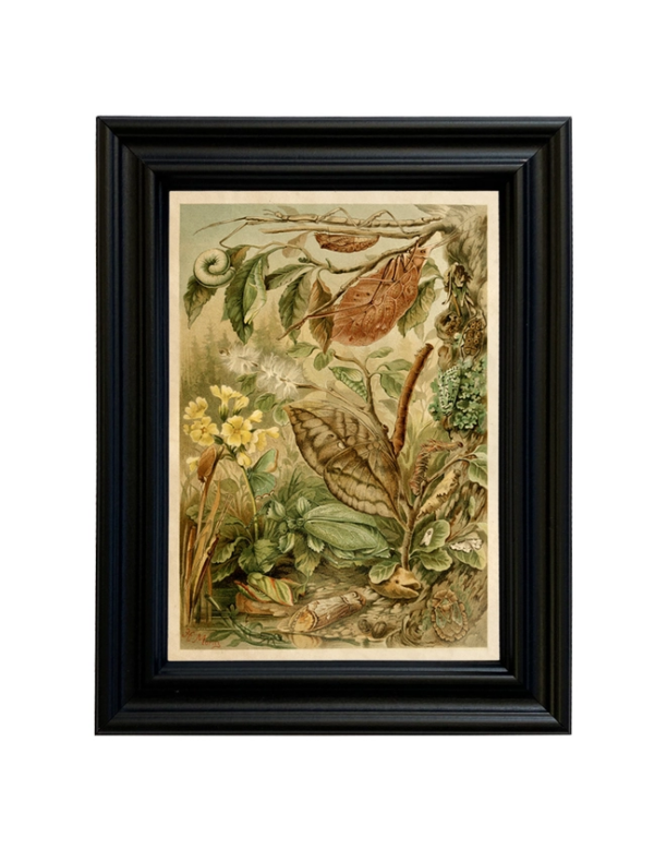 Playful Nature Detectives: Mimicry Insects Cottagecore Framed Print (5"x7")