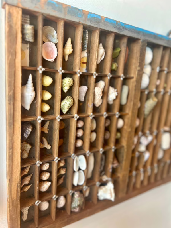 Antique Ocean Fossil Collection - Image 2