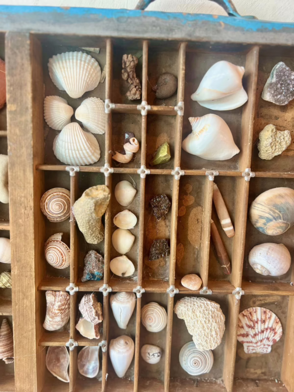 Antique Ocean Fossil Collection - Image 4